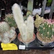 Растение Кактус 15х20 микс в цинковом кашпо