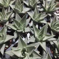 Растение Хавортия 6х10 Savanna