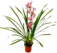 Растение Цимбидиум 1 ветка d14/h85