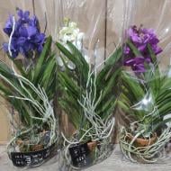Рослина Фаленопсис (орхідея) 12х50 2 стовбура Sogo Relаx (Ter Laak Orchids)