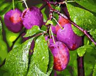 Картина по номерам Сливы 40x50 см GX34079 Brushme Картина по номерам Сливы 40x50 см GX34079 Brushme