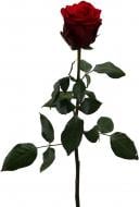 Роза Explorer одноголовая классическая 60 см красный