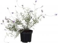 Растение Лаванда С2