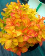 Рослина Барбарис тунберга Summer Sunset / Berberis thunb.Summer Sunset С 3