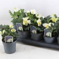 Растение Морозник 12х30 белый