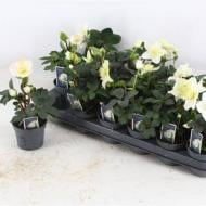 Растение Морозник 09х20 белый Растение Морозник 09х20 белый