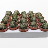 Растение Кактус 05х08 Astrophytum Capricorne