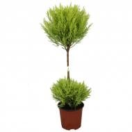 Растение Кипарисовик 14х60 Goldcrest Wilma Duobol на стволе