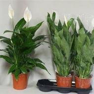 Растение Спатифиллум 19х85