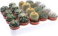 Кактус мікс д6,5 в8