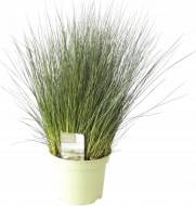 Рослина Джункус 12х40 см Pencil Grass