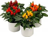 Растение Капсикум 10*20 микс