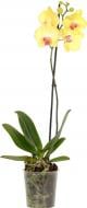 Рослина кімнатна Фаленопсис 12х55 см 1 стовбур сорт жовтий із червоною губою