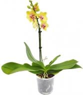 Рослина кімнатна Фаленопсис мультифлора Spunky 9х35 см 1 стовбур