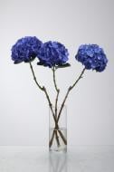 Гортензія Fabulous Anne 80 см синя (Нідерланди) Гортензія Fabulous Anne 80 см синя (Нідерланди)