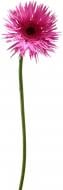 Гербера Punki Elida розовая (Нидерланды) Гербера Punki Elida розовая (Нидерланды)