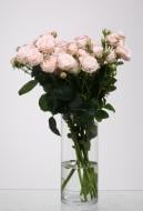 Роза Бомбастик спрей (кустовая) классическая 55 см персиковая (Украина)