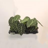 Растение Алоказия 14х30 Watsoniana Растение Алоказия 14х30 Watsoniana