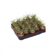 Растение Тилландсия 6х10 в терракотовых кашпо Растение Тилландсия 6х10 в терракотовых кашпо