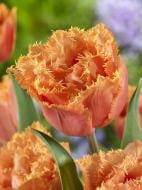 Луковица VWS EXPORT – IMPORT OF FLOWERBULBS B.V. тюльпана бахромчатого махрового Оранж Пешн 3 шт.