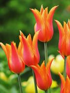 Цибулина тюльпана лілієцвітного Балерина 3 шт. Цибулина тюльпана лілієцвітного Балерина 3 шт.