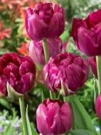 Луковица тюльпана махрового раннего Роял Акрес 3 шт.