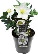 Растение комнатное Хелеборус кристмас кэрол (S) 12x20