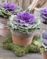 Растение Брассика 9x15 см