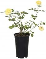 Саженец розы (3л)