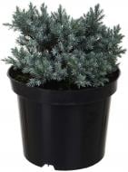 Растение Можжевельник Blue star C3