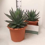 Растение Агава 30х40 Shaka Zulu Растение Агава 30х40 Shaka Zulu