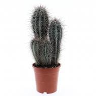 Растение Кактус 17х50 Pachycereus Pringley Растение Кактус 17х50 Pachycereus Pringley