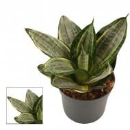 Растение Сансевиерия 09*15 Hahnii Silver Zebra