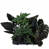 Растение Алоказия 12*30 микс Растение Алоказия 12*30 микс
