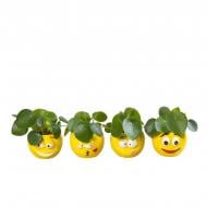 Растение Пилея 06х12 Peperomioides в керамическом кашпо Смайлики