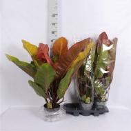 Растение Филодендрон 19*70 Prince of Orange