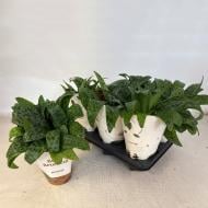 Растение Дримиопсис 12*30 Maculata