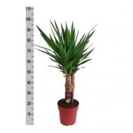 Растение Юкка 23*100 Elephantipes 3 ствола carrousel