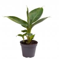 Растение Банан 06*12