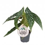 Растение Бегония 06*11 Макулата Albopita Растение Бегония 06*11 Макулата Albopita