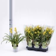 Рослина Цимбідіум (орхідея) 12х40 жовтий