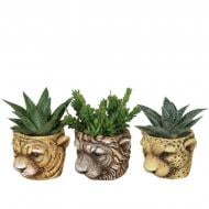 Растение Суккуленты 06х15 микс в керамическом кашпо Wildcat Растение Суккуленты 06х15 микс в керамическом кашпо Wildcat