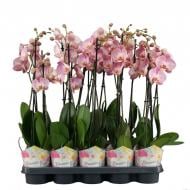 Рослина Фаленопсис (орхідея) 12х70 2 стовбури рожевий мікс (Levoplant BV)