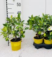 Растение Цитрус лаймкват 12*30 на стволе с плодами Растение Цитрус лаймкват 12*30 на стволе с плодами