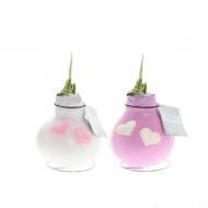 Растение Гиппеаструм 0х20 микс луковица в воске Сердце