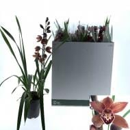 Рослина Цимбідіум (орхідея) 15х60 шоколад