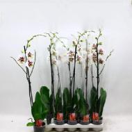 Рослина Фаленопсис (орхідея) 12х70 1 стовбур Good Times (Kw J.P. Konst & Zn B)