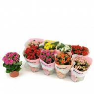 Растение Каланхое каландива 12*25 микс (Queen) Растение Каланхое каландива 12*25 микс (Queen)