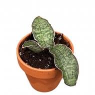 Растение Сансевиерия 08*15 Kirkii Silver Blue