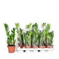 Растение Замиокулькас 12*30